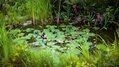 Pflanzen im sumpfigen Gartenteich