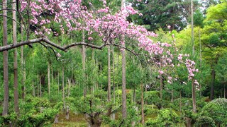 Daisugi – die japanische Methode, Holz zu ernten