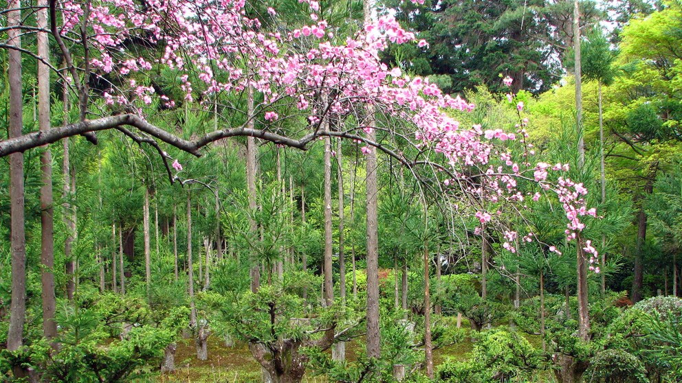 Daisugi – die japanische Methode, Holz zu ernten