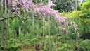 Daisugi – die japanische Methode, Holz zu ernten