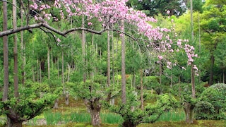 Daisugi – die japanische Methode, Holz zu ernten