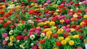 Zinnie Garten: Ein Blumenbeet mit zahlreichen Zinnien in vielen verschiedenen Farben