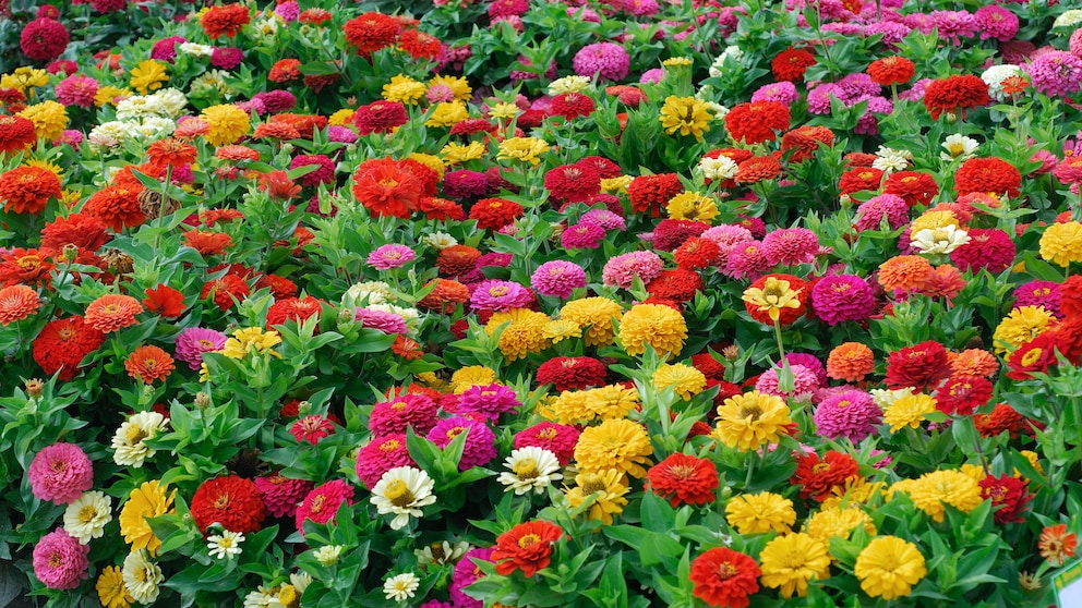 Zinnie Garten: Ein Blumenbeet mit zahlreichen Zinnien in vielen verschiedenen Farben