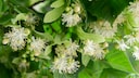 Lindenblüten ernten: Viele Lindenblüten an einem Zweig
