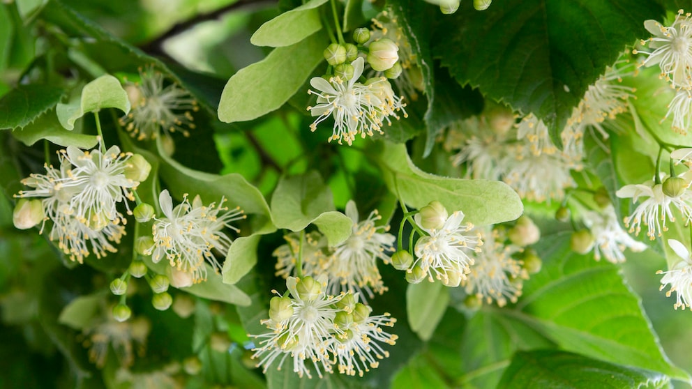 Lindenblüten ernten: Viele Lindenblüten an einem Zweig