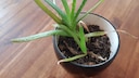 Braune Blätter bei Aloe Vera
