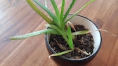 Braune Blätter bei Aloe Vera