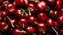 Kirschen ernten: Viele rote Kirschen