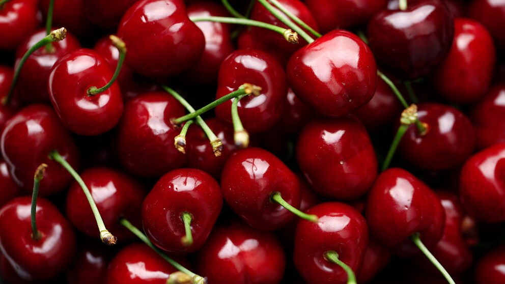 Kirschen ernten: Viele rote Kirschen