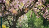 Voting für den beliebtesten Gartenbaum Deutschlands