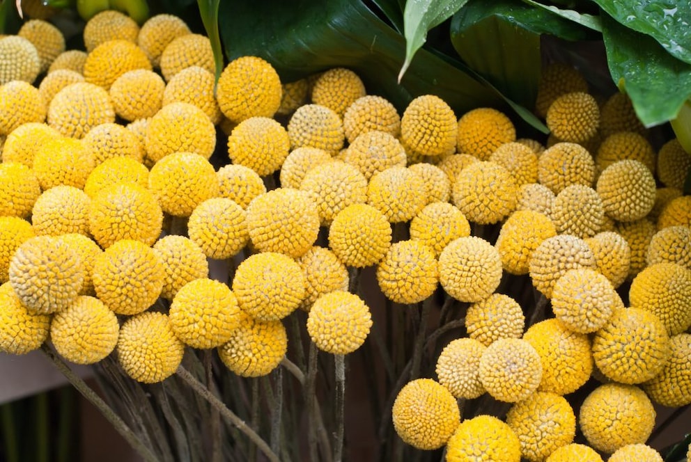 Pflanz und PflegeTipps für die Craspedia myHOMEBOOK