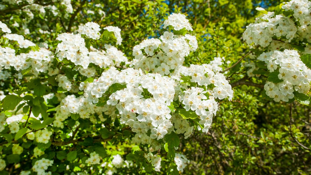 Die schneeweißen Blüten des Zweigriffeligen Weißdorns