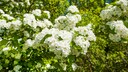 Die schneewei&szlig;en Bl&uuml;ten des Zweigriffeligen Wei&szlig;dorns