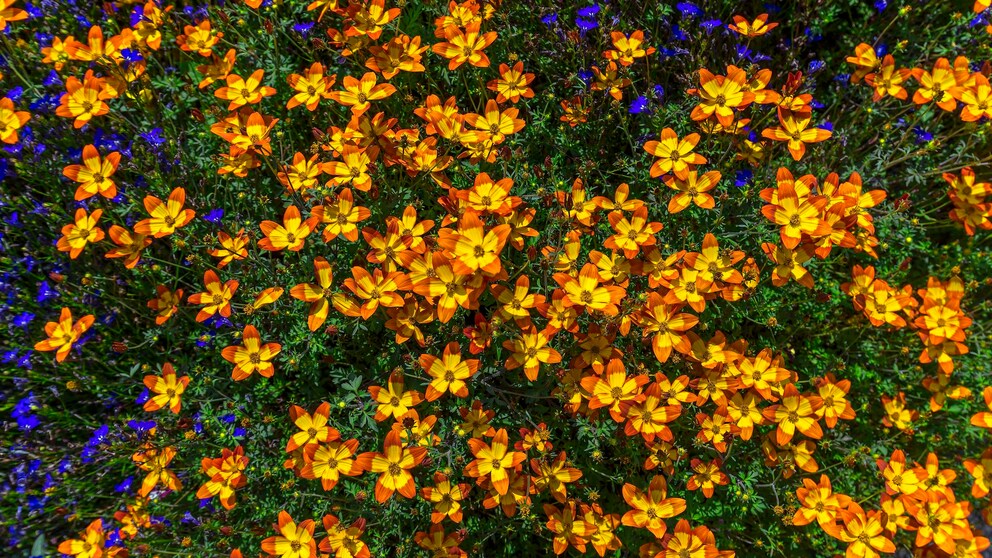 Bidens: Viele gelb-rote Blüten der Pflanze Bidens