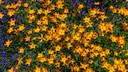 Bidens: Viele gelb-rote Blüten der Pflanze Bidens