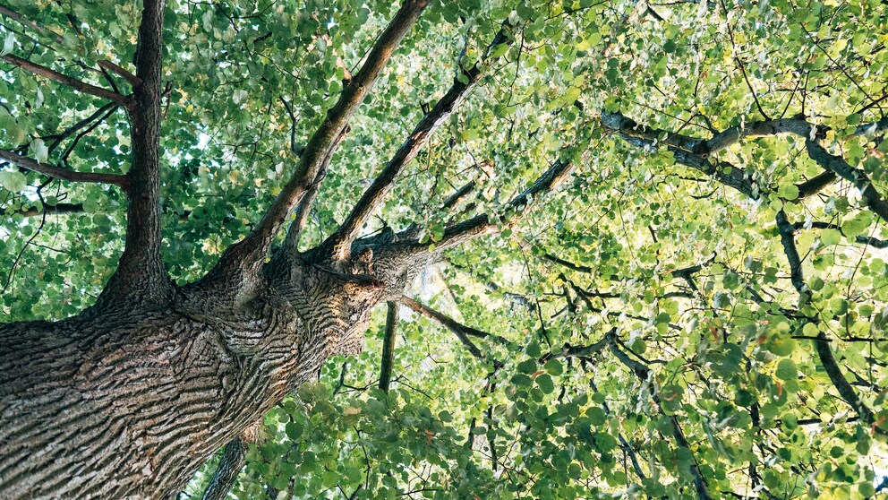 „Evertree“ aus „DHDL“
