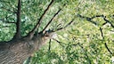 „Evertree“ aus „DHDL“