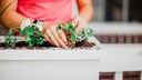 Ein weißer Blumenkasten aus Holz wird neu bepflanzt