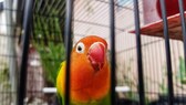 Ein Vogel auf dem Balkon