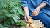 Kartoffeln richtig zu pflegen, ist nicht schwer