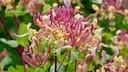 Garten-Geißblatt richtig pflanzen und pflegen