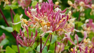 Garten-Geißblatt richtig pflanzen und pflegen