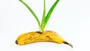 Aloe Vera in Banane