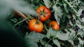 Die häufigsten Fehler beim Düngen von Tomaten