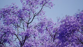 Jacaranda pflanzen und richtig pflegen