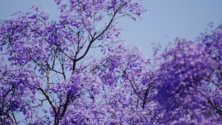 Jacaranda pflanzen und richtig pflegen