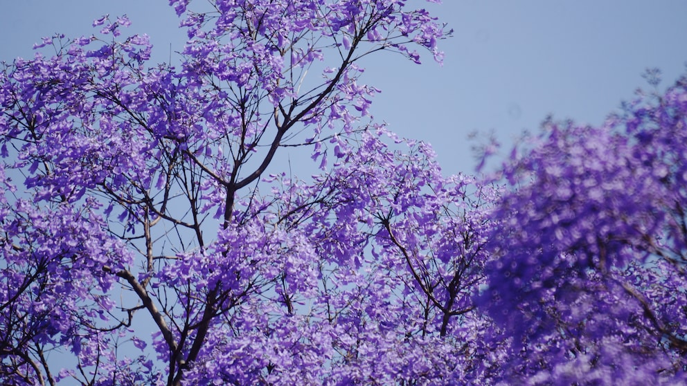 Jacaranda pflanzen und richtig pflegen