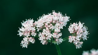 Baldrian Garten: Blüten von Baldrian