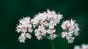 Baldrian Garten: Blüten von Baldrian
