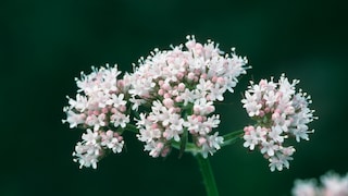 Baldrian Garten: Blüten von Baldrian