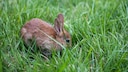 Hasenbaby allein im Gras