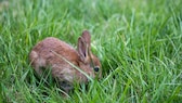 Hasenbaby allein im Gras