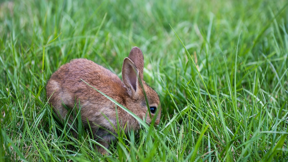 Hasenbaby allein im Gras