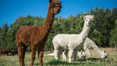 Alpaka Garten: Drei Alpakas auf der Wiese