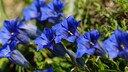 Die Blüten des Enzian sind trompetenförmig
