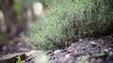 Thymian richtig pflegen und ernten