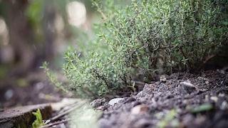 Thymian richtig pflegen und ernten