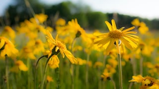 Heilkraut Arnika: Gelbe Blüten von Arnika