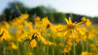 Heilkraut Arnika: Gelbe Blüten von Arnika