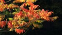 Schnell wachsende Bäume: Essigbaum
