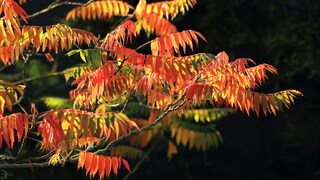 Schnell wachsende Bäume: Essigbaum