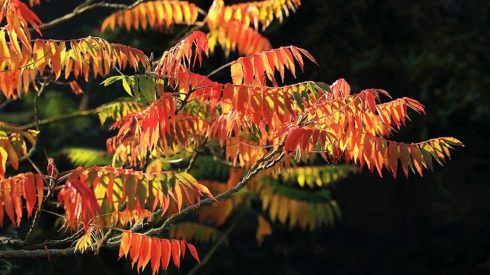 Schnell wachsende Bäume: Essigbaum