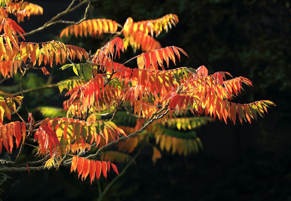 Schnell wachsende Bäume: Essigbaum