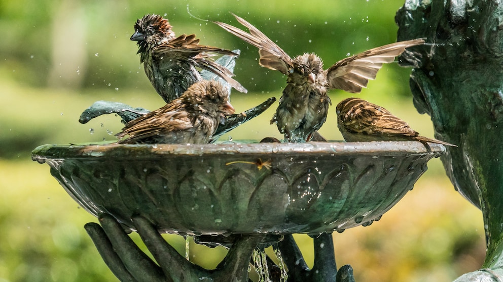 Auch bei einer Vogeltränke kann man Fehler machen