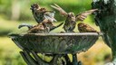 Auch bei einer Vogeltränke kann man Fehler machen