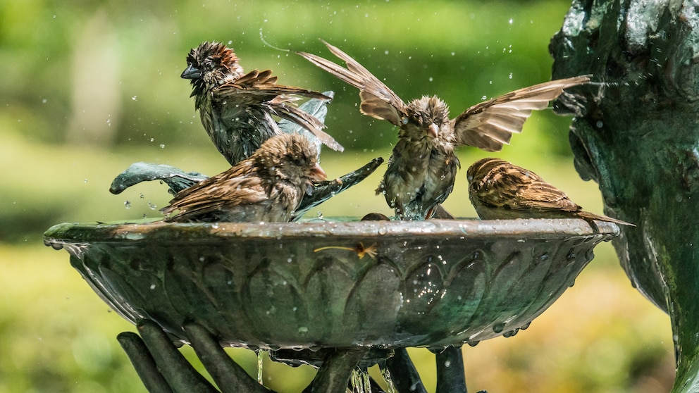 Auch bei einer Vogeltränke kann man Fehler machen